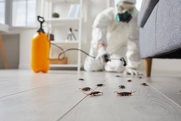 Post-Treatment Bed Bug Interceptor Monitoring in North Mankato